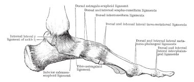 Bu örnekte iç boy, ayak, kasları vintage çizgi çizme veya oyma illüstrasyon temsil eder..