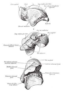 Bu resimde Astragalus, vintage çizgi çizme veya oyma illüstrasyon temsil eder..