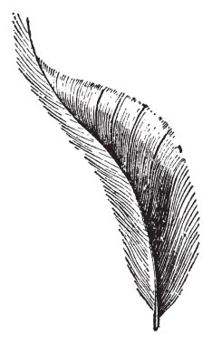 Kuyruk Covert, vintage çizgi çizme veya oyma illüstrasyon nasıl giderilir.