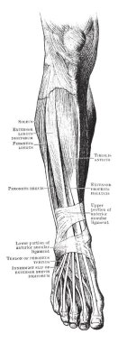 Bu resimde açık kasları bacak ve ayak, vintage çizgi çizme veya oyma illüstrasyon temsil eder..