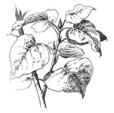 Resim kavak bitkilerin yaprakları. Yaprakları geniş ve kalp şeklinde, vintage çizgi çizme veya oyma illüstrasyon.