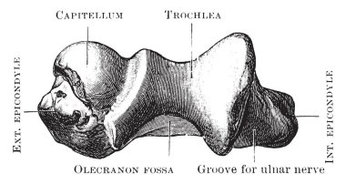 Bu resimde daha düşük sonunda, pazı kemiği, vintage çizgi çizme veya oyma illüstrasyon temsil eder..