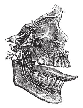 Bu resimde Fifth çifti, sinirler, vintage çizgi çizme veya oyma illüstrasyon temsil eder..