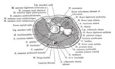 Bu resimde kesit, kol ile dirsek eklem, vintage çizgi çizme veya oyma illüstrasyon temsil eder.