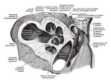 Bu resimde dikey bölüm aracılığıyla koklea, vintage çizgi çizme veya oyma illüstrasyon temsil eder..