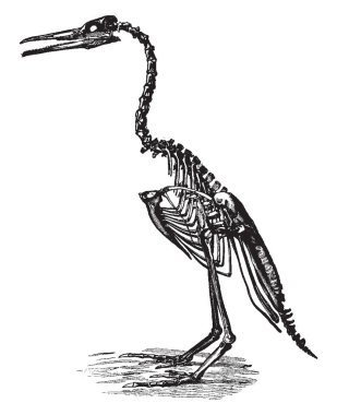 Hesperornis'e Regalis döneminde, vintage çizgi çizme veya oyma illüstrasyon antik bir kuştu.