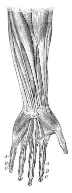 Bu diyagram tendon kolun temsil eder ve tendon sadece bilek, vintage çizgi çizme veya oyma illüstrasyon için ulaşmak.