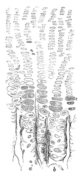 胎仔羊 ビンテージの線描画や彫刻イラストの上腕骨から軟骨を骨の縦断面図 — ストックベクタ