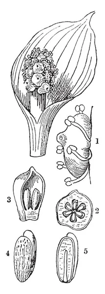 Esta Uma Imagem Dos Cruzamentos Flor Marsh Calla Uma Planta — Vetor de Stock