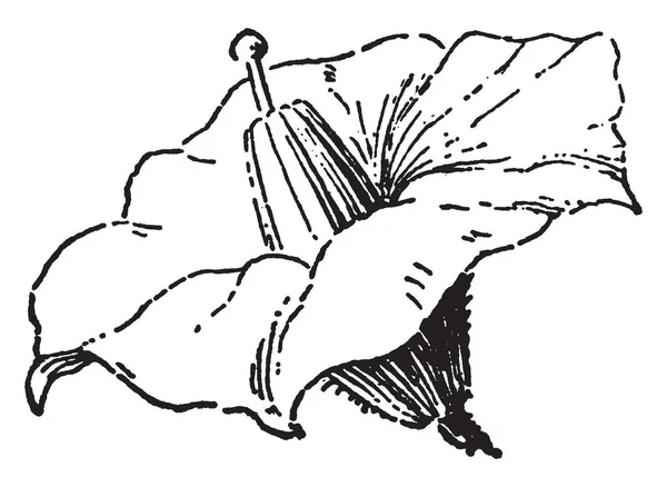 Jest Obraz Kwiatu Ziemniaków Istnieje Pięć Klapowane Płatki Koła Kształt — Wektor stockowy