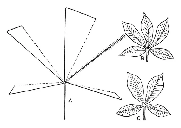 Cuadro Diagrama Que Describe Efecto Extracción Una Hojuela Una Hoja — Vector de stock