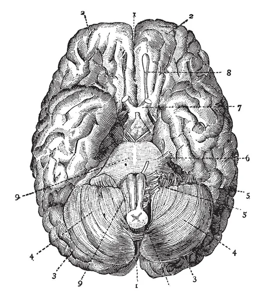 Longitudinale Horizontalis Scheiden Van Hemisferen Vintage Lijntekening Gravure Van Illustratie — Stockvector