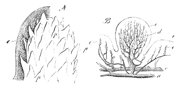 Cette Illustration Représente Des Papilles Fongiformes Dessin Ligne Vintage Une — Image vectorielle