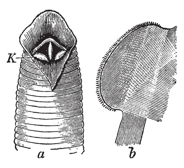 Medical Leech Showing Three Jaws One Jaws Isolated Finely Toothed — Stock Vector