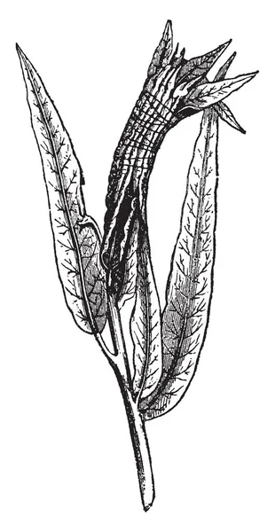 柳树叶子滚动的毛毛虫这些包是在几乎每棵树和灌木 复古线条画或雕刻插图 — 图库矢量图片