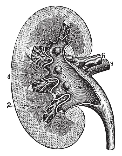 Illustration Represents Longitudinal Section Kidney Vintage Line Drawing Engraving Illustration — Stock Vector