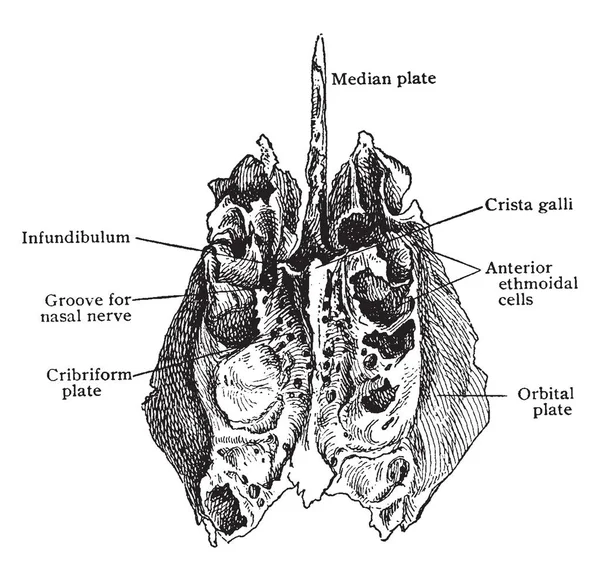 Questa Illustrazione Rappresenta Ethmoid Bone Disegno Linee Vintage Incisione Illustrazione — Vettoriale Stock