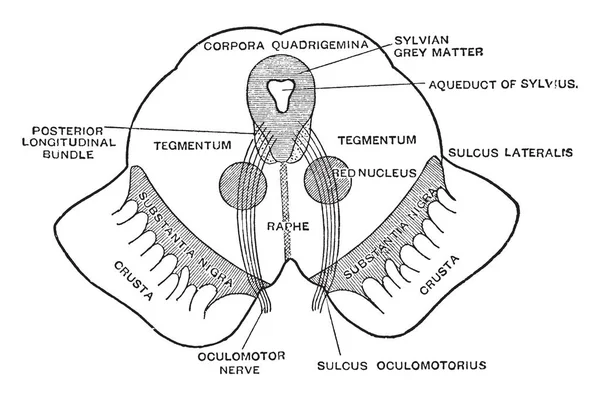 Enine Bir Bölümü Üzerinden Mesencephalon Vintage Çizgi Çizme Veya Oyma — Stok Vektör