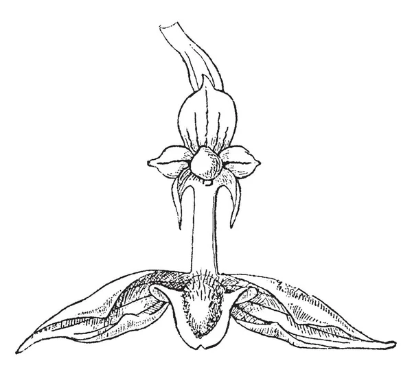 这张照片显示了一 Drymoda Picta 它是一种小的花 它有两个花瓣 这是一个小而薄 老式线画或雕刻插图 — 图库矢量图片