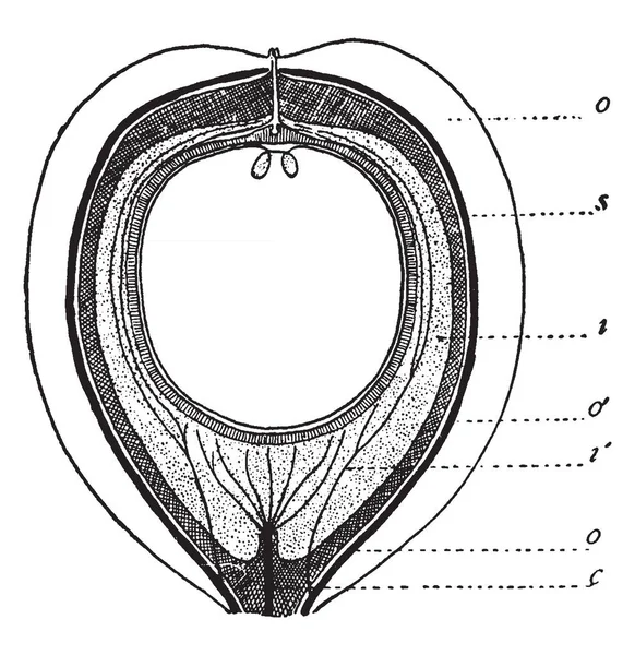 Uma Imagem Mostrando Seções Sementes Seção Mostra Cycas Circinalis Camada — Vetor de Stock