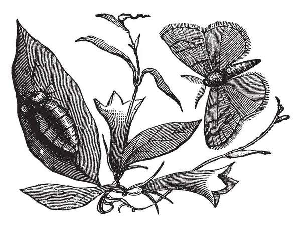 Vapourer Moth Que Causam Muitos Danos Nossas Árvores Florestais Desenho —  Vetores de Stock