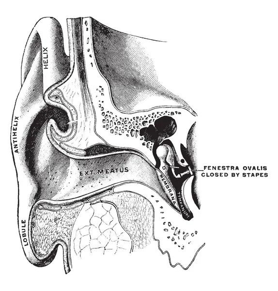 Ilustracja Reprezentuje Wyświetlone Słuchowego Słuchowego Tympanonu Vintage Rysowania Linii Lub — Wektor stockowy