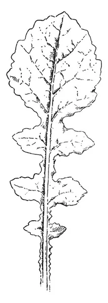 Una Imagen Lyrate Leaf Margen Hoja Lobulado Liso Dibujo Línea — Vector de stock