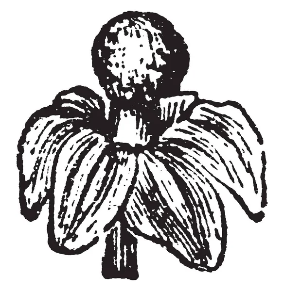 Una Imagen Muestra Una Flor Masculina Planta Anamirta Cocculus Que — Archivo Imágenes Vectoriales