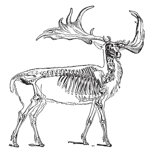 巨大な鹿とも呼ばれるヘラジカのアイルランドまたはアイルランドの巨大な鹿はシカ属 Megaloceros ビンテージの線描画や彫刻イラストの絶滅種 — ストックベクタ