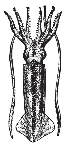 Loligo Gahi 是鱿鱼的一个属 Myopsid 鱿鱼最具代表性和分布广泛的群体之一 是老式线画或雕刻插图 — 图库矢量图片