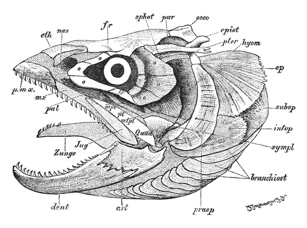 Salmo Fario Crâne Entier Côté Gauche Sont Art Articulaire Dessin — Image vectorielle