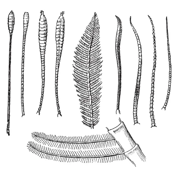 Antenne Lepidotteri Ordine Insetti Che Comprende Farfalle Falene Disegno Linee — Vettoriale Stock