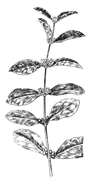 Una Imagen Que Muestra Diferentes Tipos Glándulas Hoja Ribes Nigrum — Archivo Imágenes Vectoriales