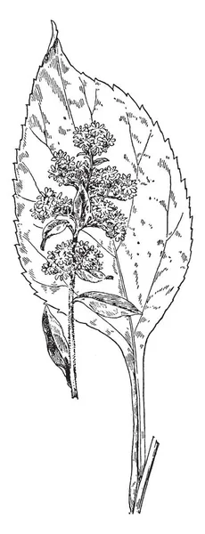 霍普三叶草是一种小的直立草本二年生植物 它的叶子分为三个无柄的小叶 它有黄色的花 复古线图画或雕刻例证 — 图库矢量图片