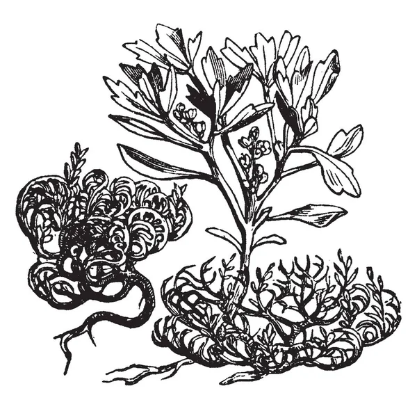Anastatica Hierochuntica ジェリコ ローズ西アジアの原産で実際に乾燥したアラビアのパレスチナ マスタード アブラナ科 ヴィンテージの線描画や彫刻イラストの Anastatica 属の唯一の種または — ストックベクタ
