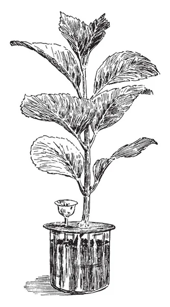 图像显示了用于实验的绣球花 它们可以是落叶或常青 虽然广泛栽培的温带物种都是落叶 多数是灌木1到3米高 复古线图画或雕刻例证 — 图库矢量图片