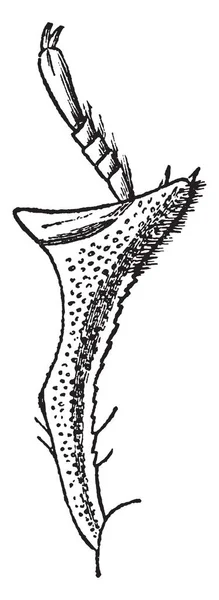 この図は Heterocerus ビンテージの線描画や彫刻イラストの後肢の脚を表します — ストックベクタ