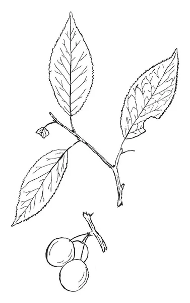 Este Marco Panicum Amarum Una Especie Hierba Conocida Por Nombre — Archivo Imágenes Vectoriales