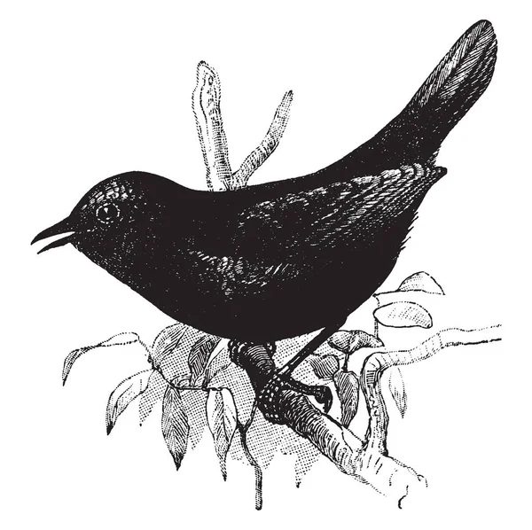 Magellanic Tapaculo Piccolo Uccello Passeriforme Del Sud America Disegno Linee — Vettoriale Stock