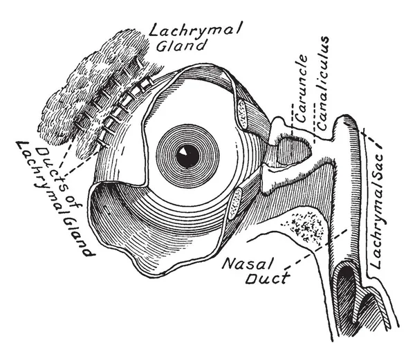 Illustration Represents Lachrymal Apparatus Eye Vintage Line Drawing Engraving Illustration — Stock Vector