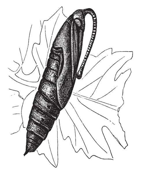这张照片显示了植物骨骼组织 这张图片显示了植物的内部部分 复古线条绘制或雕刻插图 — 图库矢量图片