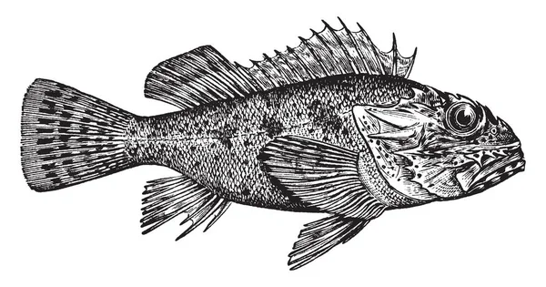 California Scorpionfish Rockfish Nomeado Para Picada Seus Espinhos Dorsais Desenho —  Vetores de Stock