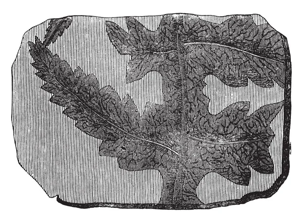 Une Image Montrant Branche Fougère Fossile Phlebopteris Qui Est Une — Image vectorielle