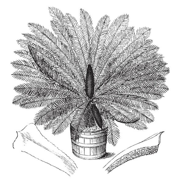 Uma Imagem Mostrando Planta Sago Cycad Cycas Revoluta Conhecida Como —  Vetores de Stock