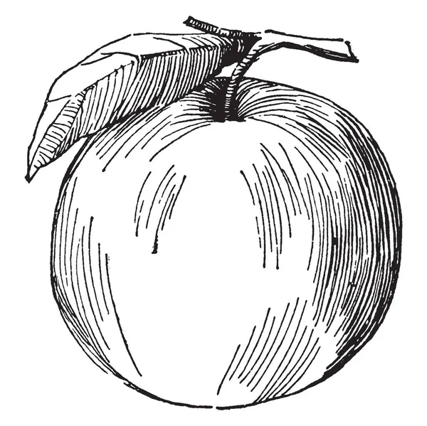 Est Pomme Dans Cadre Son Estomac Est Feuille Dessin Ligne — Image vectorielle