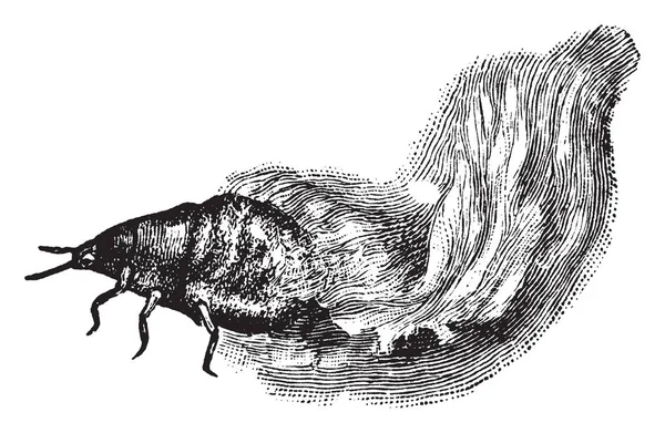 毛蚜幼虫是 Eriostoma 家族的植物虱子种类 复古线画或雕刻插图 — 图库矢量图片