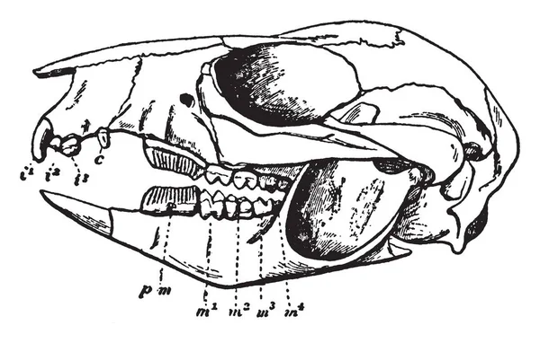 ラット カンガルー頭蓋骨はクイーンズランド州 ヴィンテージの線描画や彫刻イラストでの個体数をもつネズミ カンガルー科家族の最も普及しているメンバー — ストックベクタ