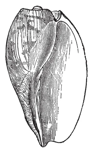 Voluta Cymbium Live Het Zand Buurt Van Kust Vintage Lijntekening — Stockvector