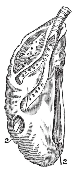 Правое Легкое Гуся Прикрепленное Задней Стенке Груди Рисунок Винтажной Линии — стоковый вектор