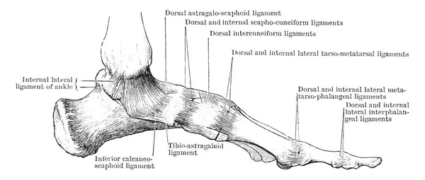 Esta Ilustração Representa Aspecto Interno Dos Ligamentos Dos Pés Desenho — Vetor de Stock